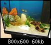         

:  My aquariums 010.jpg
:  243
:  59,8 KB