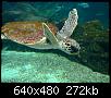         

:  Crete_Aquarium009.jpg
:  300
:  271,6 KB