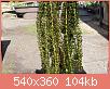         

:  ELODEA C..jpg
:  716
:  104,0 KB