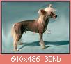         

:  Chinese Crested Dog a9.jpg
:  835
:  35,0 KB