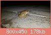         

:  frog.jpg
:  354
:  177,5 KB