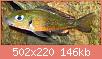         

:  Callochromis-macrops-3.jpg
:  82
:  145,7 KB