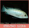         

:  Labidochromis%20caeruleus%20white%205a-0-10.jpg
:  385
:  122,2 KB