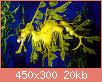         

:  seadragon.jpg
:  336
:  19,5 KB