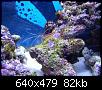         

:  billy reef143 (Small).jpg
:  258
:  82,3 KB
