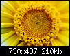         

:  flower stat.jpg
:  363
:  209,5 KB