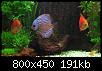         

:  blue_discus.JPG
:  442
:  190,8 KB