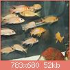        

:  fish 1667.jpg
:  321
:  52,4 KB
