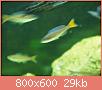         

:  fish 266.jpg
:  329
:  29,4 KB