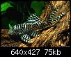         

:  L 066 Ancistrinae_gen. sp. KING-TIGER.jpg
:  208
:  75,0 KB