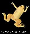         

:  frog_african_clawed_gold.jpg
:  249
:  3,9 KB