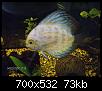         

:  yellow discus.JPG
:  286
:  73,1 KB