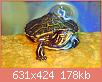         

:  Trachemys_scripta_scripta_hatchling.jpg
:  677
:  177,6 KB