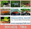         

:  neocaridina-davidi.jpg
:  738
:  78,9 KB