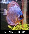         

:  BABY DISCUS 1.jpg
:  284
:  82,7 KB