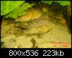         

:  Geophagus_steindachneri_3.jpg
:  485
:  223,4 KB