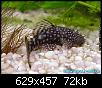         

:  ancistrus dolichopterus03.jpg
:  252
:  71,7 KB