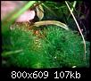         

:  moss-017.jpg
:  404
:  107,2 KB