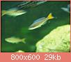         

:  fish 266.jpg
:  328
:  29,4 KB