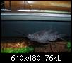         

:  synodontis 1.JPG
:  356
:  75,9 KB