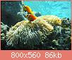         

:  Maldive_anemonefish.jpg
:  467
:  85,9 KB