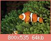         

:  papua-new-guinea-false-clown-anemonefish-and-sea-anemone-underwater-view-darryl-leniuk.jpg
:  479
:  63,6 KB