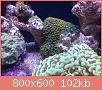         

:  my reef1.jpg
:  270
:  101,8 KB