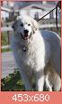         

:  Great_Pyrenees_Tavish.jpg
:  216
:  36,0 KB