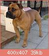         

:  OldAnglicanBulldoggeNelson2EnglishBulldogPitBullHybridDog.JPG
:  3251
:  39,5 KB