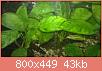         

:  ANUBIAS.jpg
:  239
:  43,2 KB