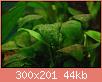         

:  brown-algae-300x201.jpg
:  177
:  44,0 KB