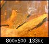         

:  pleco.JPG
:  365
:  132,8 KB