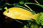 labidochromis sp. yellow