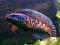  Avatar   Snakehead