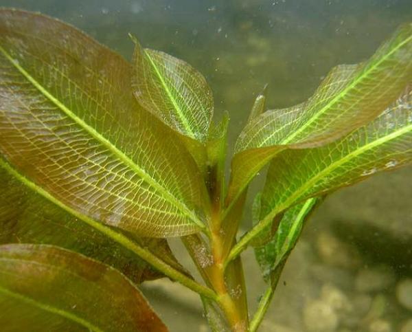 Potamogeton lucens 2