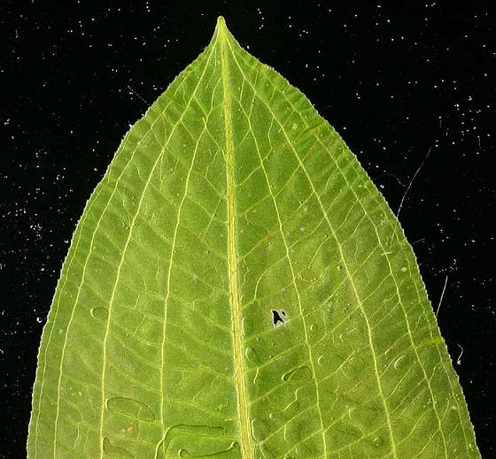 Potamogeton lucens 4