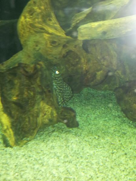 HYPANCISTRUS L 333