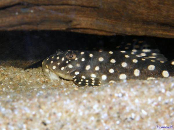 Hypancistrus contradens