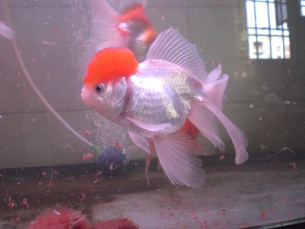 "GOUSYHEAD" REDCAP ORANDA