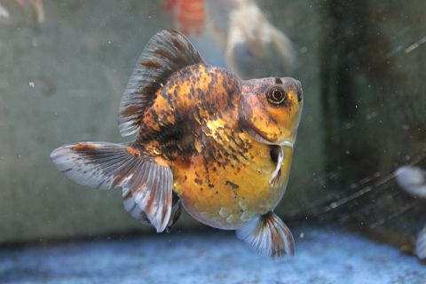 CALICO RYUKIN