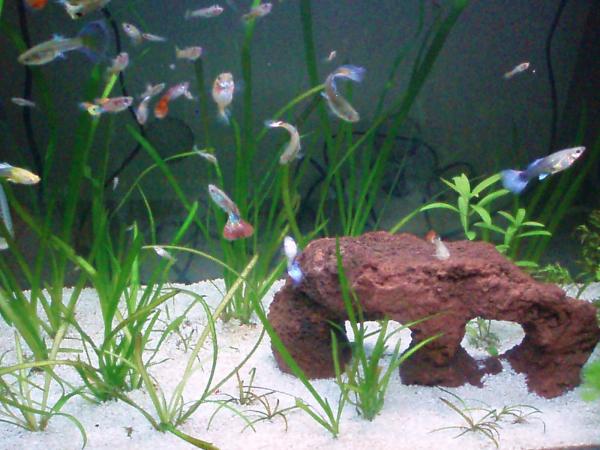 76 litra guppy