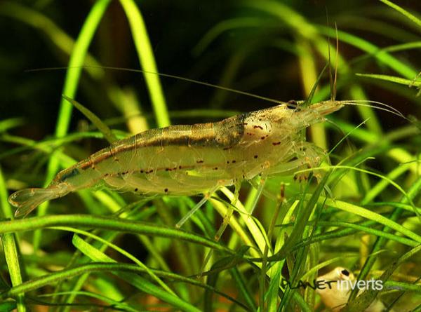 amano shrimp