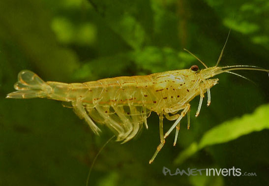 amano shrimp2