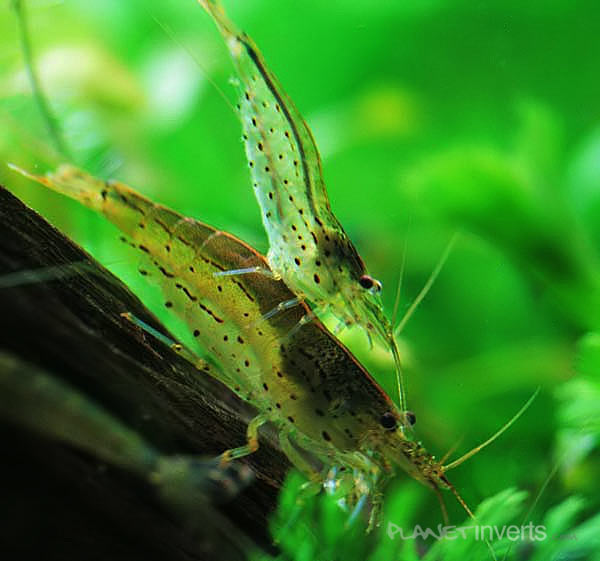 amano shrimp mating