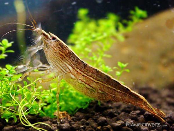 bamboo shrimp2
