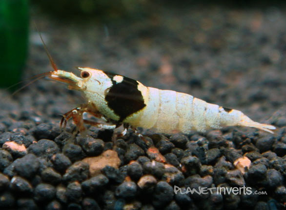 bee shrimp