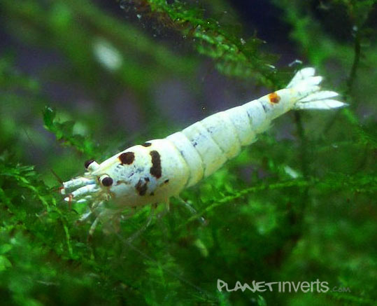 bee shrimp2