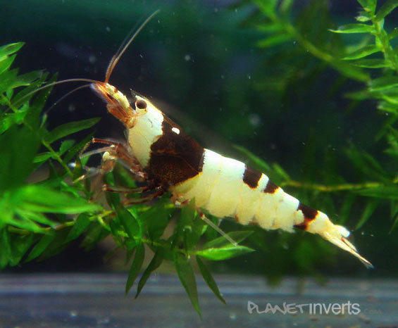 bee shrimp3