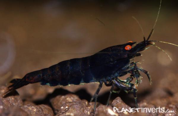 black tiger shrimp 2