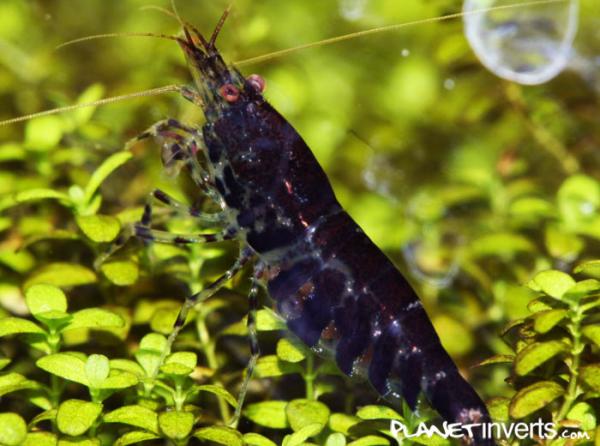 black tiger shrimp 4
